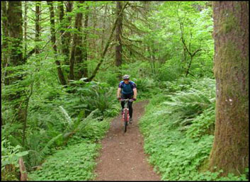 Bicycling through the Tillamook State Forest