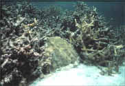 Photo of coral reef