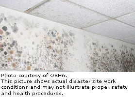 Photo courtesy of OSHA.  This picture shows actual disaster site work conditions and may not illustrate proper safety and health procedures.