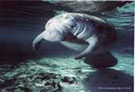 Manatee. Credit: USFWS 