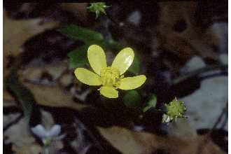 Photo of Ranunculus hispidus Michx.