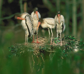 Photo:  Wood storks (USFWS) 