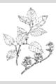 View a larger version of this image and Profile page for Amelanchier laevis Wiegand