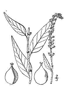 Line Drawing of Polygonum hydropiper L.