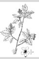 View a larger version of this image and Profile page for Amelanchier canadensis (L.) Medik.