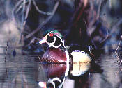 wood duck