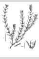 View a larger version of this image and Profile page for Nitrophila occidentalis (Moq.) S. Watson