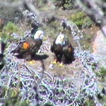 bald eagles on nest