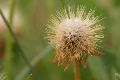 View a larger version of this image and Profile page for Gaillardia pulchella Foug.