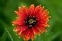 View a larger version of this image and Profile page for Gaillardia pulchella Foug.