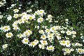 View a larger version of this image and Profile page for Leucanthemum vulgare Lam.