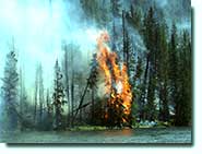 A wildfire burns in a stand of lodgepole pine.