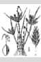 View a larger version of this image and Profile page for Cyperus compressus L.