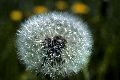 View a larger version of this image and Profile page for Taraxacum officinale F.H. Wigg.
