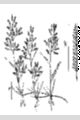 View a larger version of this image and Profile page for Eragrostis hypnoides (Lam.) Britton, Sterns & Poggenb.