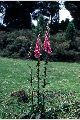 View a larger version of this image and Profile page for Digitalis purpurea L.