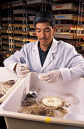 In laboratory,  David Oi collects infected fire ants. Link to photo information