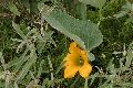 View a larger version of this image and Profile page for Cucurbita foetidissima Kunth