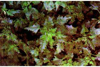 Photo of Chenopodium rubrum L.