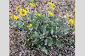 View a larger version of this image and Profile page for Balsamorhiza sagittata (Pursh) Nutt.