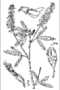 View a larger version of this image and Profile page for Melilotus officinalis (L.) Lam.