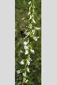 View a larger version of this image and Profile page for Melilotus officinalis (L.) Lam.