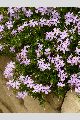 View a larger version of this image and Profile page for Phlox subulata L.