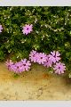 View a larger version of this image and Profile page for Phlox subulata L.