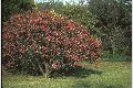 View a larger version of this image and Profile page for Crataegus monogyna Jacq.