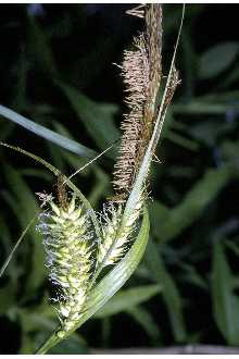 Photo of Carex lacustris Willd.
