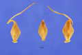 View a larger version of this image and Profile page for Carex lupulina Muhl. ex Willd.