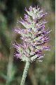 View a larger version of this image and Profile page for Agastache parvifolia Eastw.