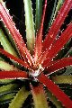 View a larger version of this image and Profile page for Bromelia pinguin L.
