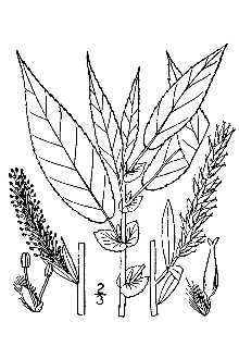 Line Drawing of Salix eriocephala Michx.