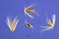 View a larger version of this image and Profile page for Miscanthus sinensis Andersson