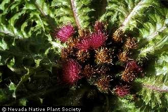 Photo of Cirsium foliosum (Hook.) DC.