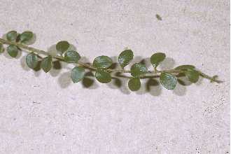 Photo of Gaultheria hispidula (L.) Muhl. ex Bigelow