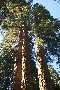 View a larger version of this image and Profile page for Sequoiadendron giganteum (Lindl.) J. Buchholz