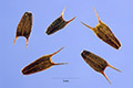 View a larger version of this image and Profile page for Bidens frondosa L.
