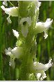 View a larger version of this image and Profile page for Spiranthes romanzoffiana Cham.