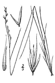 Line Drawing of Festuca occidentalis Hook.