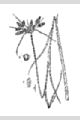 View a larger version of this image and Profile page for Schoenoplectus fluviatilis (Torr.) M.T. Strong