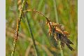 View a larger version of this image and Profile page for Carex limosa L.