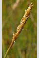 View a larger version of this image and Profile page for Carex limosa L.