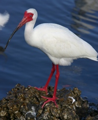 White Ibis