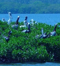 Nesting Pelicans