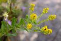 View a larger version of this image and Profile page for Solidago wrightii A. Gray