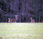 deers on refuge image