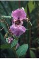 View a larger version of this image and Profile page for Impatiens glandulifera Royle