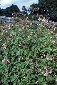 View a larger version of this image and Profile page for Impatiens glandulifera Royle